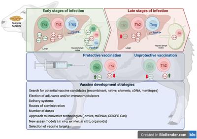 Fasciolosis: pathogenesis, host-parasite interactions, and implication in vaccine development